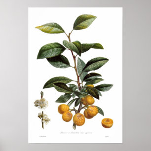 Poster Ameixa do mirabelle (syriaca das variedades do