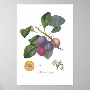 Póster Ameixa, vermelho de Abricotee