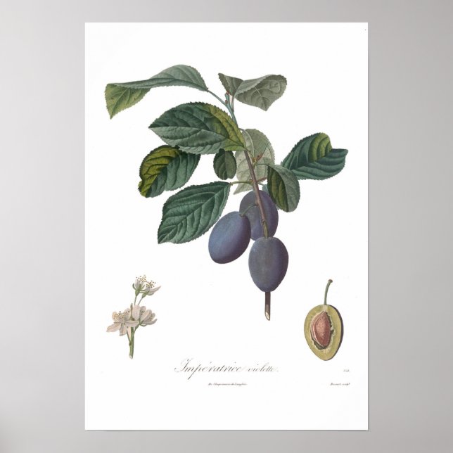 Póster Ameixa,Violeta Imperatrice (Frente)