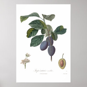 Póster Ameixa, violette de Imperatrice