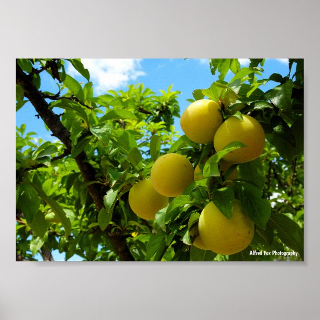 Poster Ameixas Amarelas Céu Azul (Frente)