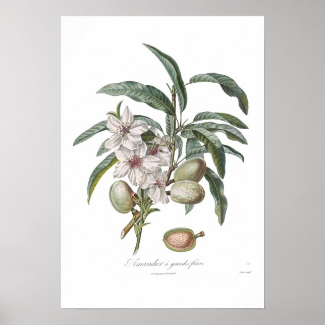 Póster Amêndoa, Amandier a grandes fleurs (Frente)
