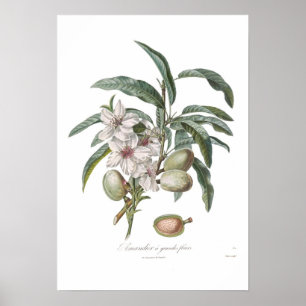 Póster Amêndoa, Amandier fleurs dos grandes