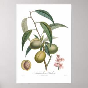 Póster Amêndoa, Amandier-pecher