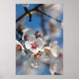 Poster Amêndoa floresce