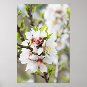 Poster Amêndoa florescente