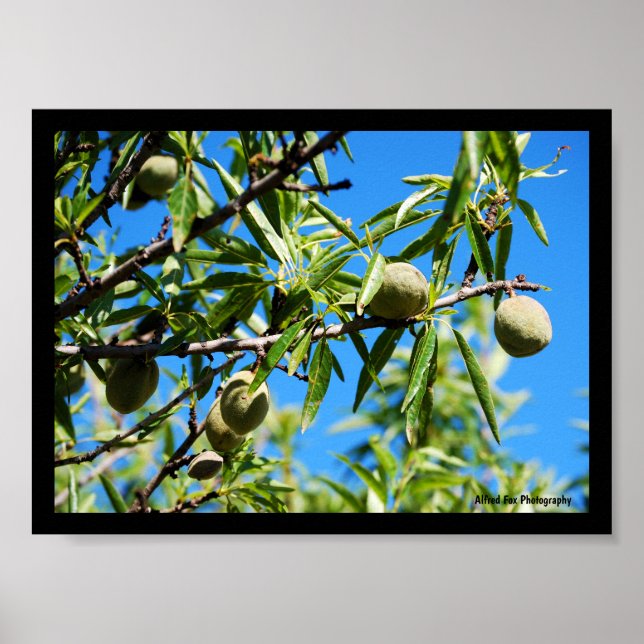 Poster Amêndoas no Céu Azul (Frente)