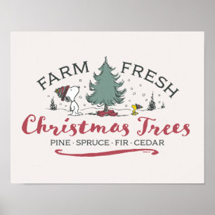 Poster Amendoins Árvores de Natal frescas Fazendas