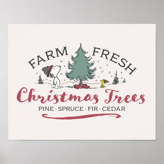 Poster Amendoins | Árvores de Natal frescas Fazendas (Frente)
