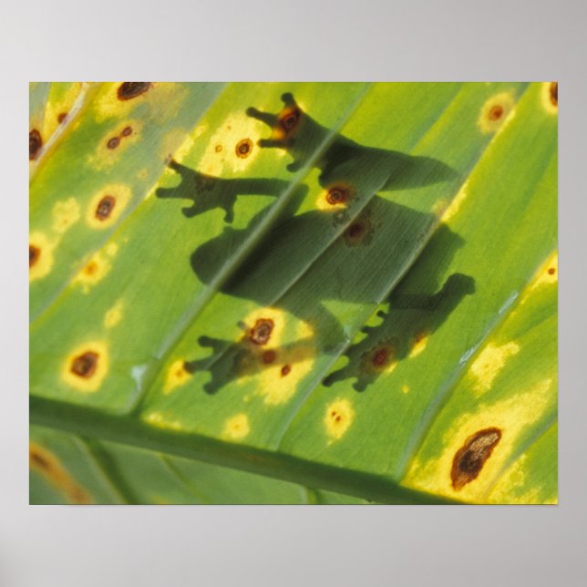 Póster AMÉRICA CENTRAL, Costa Rica, sapo iluminado por tr (Frente)
