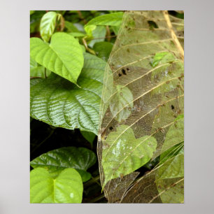 Poster América Central, Costa Rica, Sarapiqui, Braulio