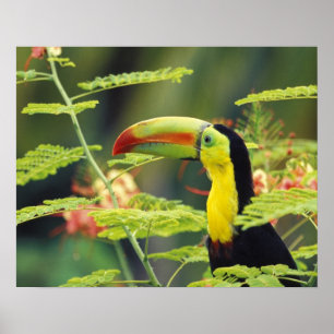 Póster América Central, Honduras. Tucano-bico-de-querer