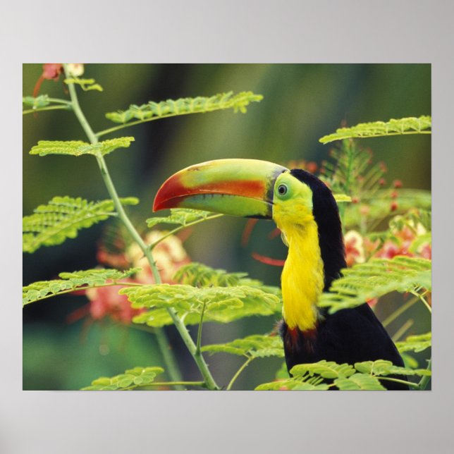 Póster América Central, Honduras. Tucano-bico-de-querer (Frente)