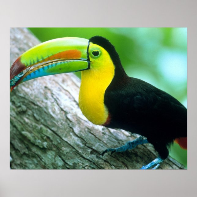 Póster AMÉRICA CENTRAL, Panamá, Ilha Borro Colorado 2 (Frente)