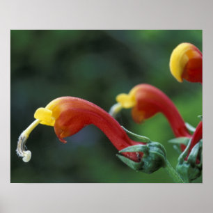 Póster América Central, Panamá, Província de Chiriqui,