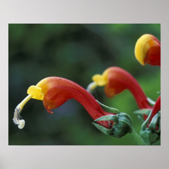 Póster América Central, Panamá, Província de Chiriqui, (Frente)