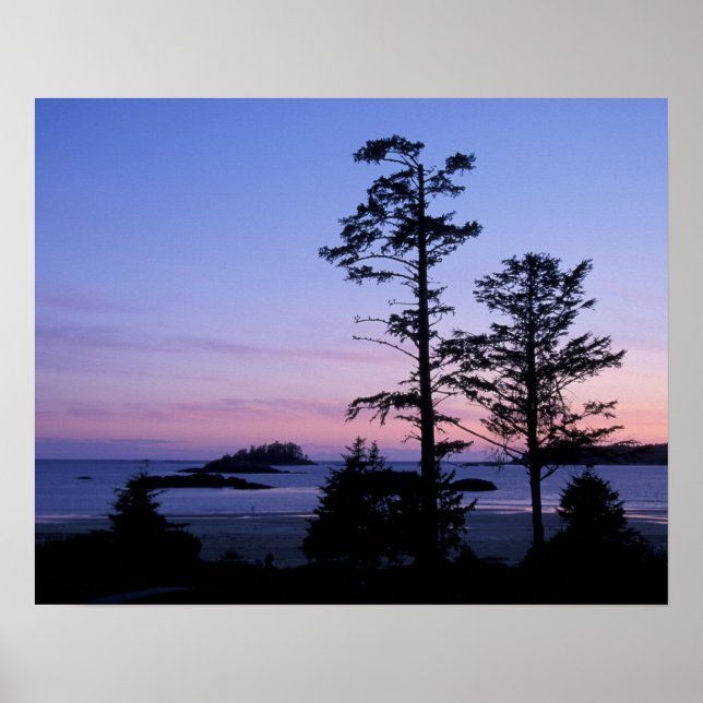 Póster América do Norte, Canadá, ilha de Vancouver, árvor (Frente)