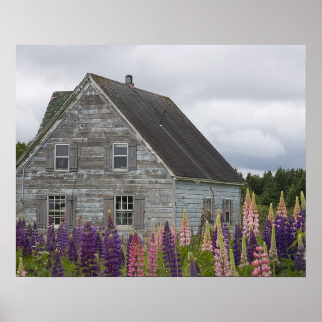 Póster América do Norte, Canadá, Ilha do Príncipe Edward, (Frente)