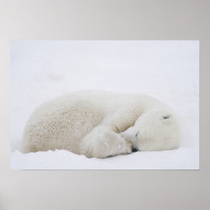 Póster America do Norte, Canadá, Manitoba, Churchill. 3