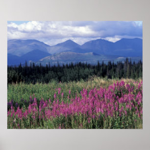 Poster América do Norte, Canadá, Yukon. Flora de fireweed