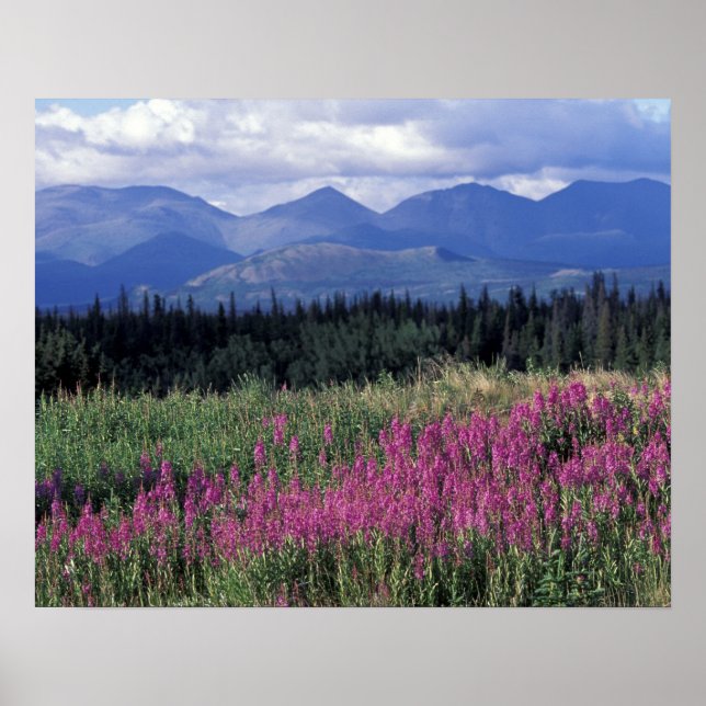 Poster América do Norte, Canadá, Yukon. Flora de fireweed (Frente)