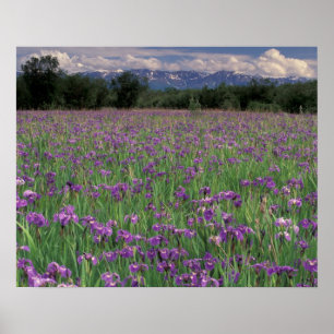 Póster América do Norte, EUA, Alasca, Anchorage, Eklutna
