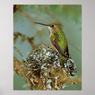 Póster América do Norte, EUA, Alasca. Beija-flor-ruivo