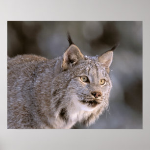 Póster América do Norte, EUA, Alasca, Haines. Lince (Feli