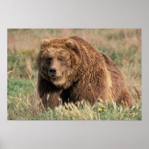 Póster América do Norte, EUA, Alasca, Ilha Kodiak,