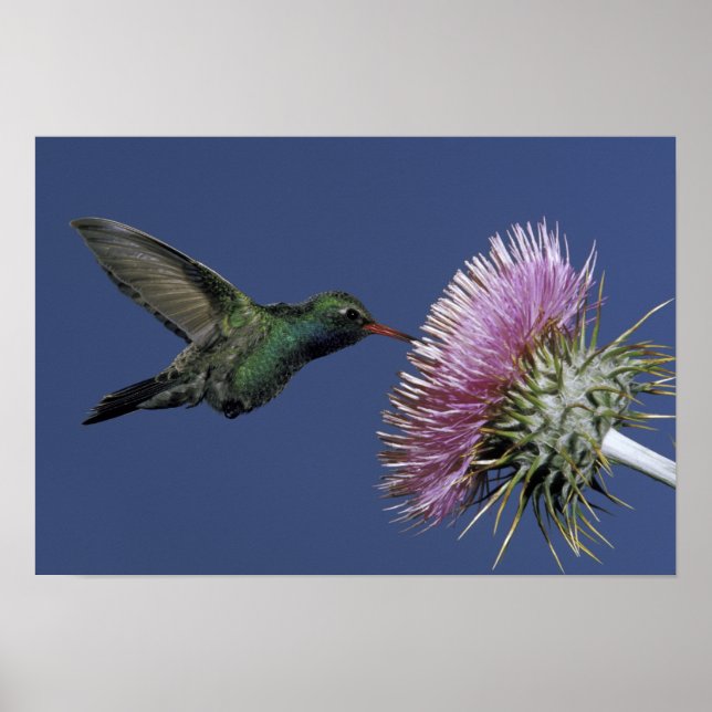 Poster América do Norte, EUA, Arizona. Bloco largo (Frente)