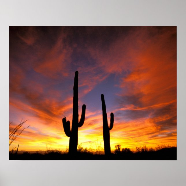 Póster América do Norte, EUA, Arizona, Deserto de Sonoran (Frente)