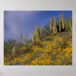 Póster América do Norte, EUA, Arizona, Organ Pipe Cactus