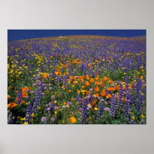 Poster América do Norte, EUA, Califórnia, Los Angeles 2