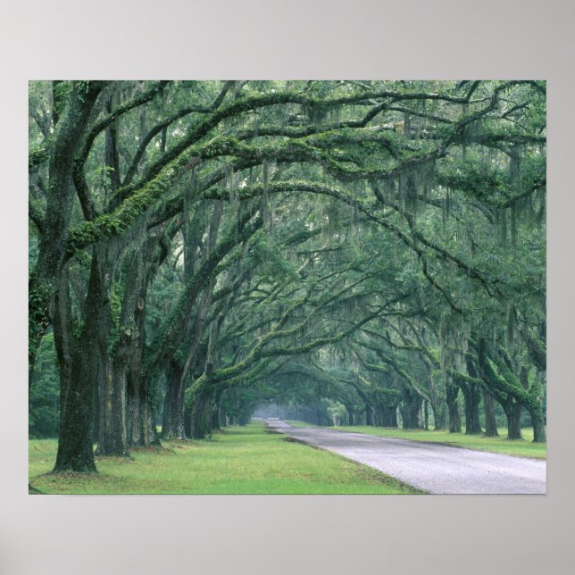 Póster América do Norte, EUA, Geórgia, Savana, (Frente)