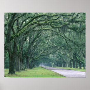 Póster América do Norte, EUA, Geórgia, Savannah,