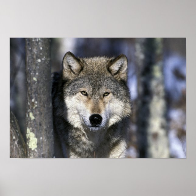 Poster América do Norte, EUA, Minnesota. Lobo Canis (Frente)