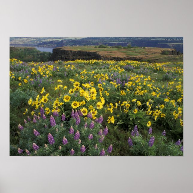 Póster América do Norte, EUA, Oregon, Rio Colúmbia (Frente)