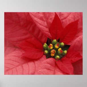 Póster América do Norte, EUA, WA, Woodinville, Vermelho 2