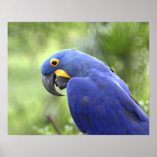 Poster América do Sul, Brasil, Pantanal