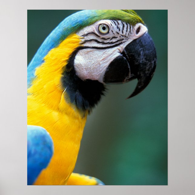 Poster América do Sul, Brasil, Parque Nacional Iguacu, (Frente)