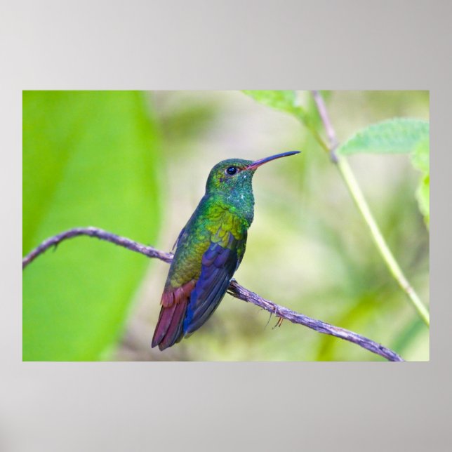 Póster América do Sul, Costa Rica, Sarapiqui, La Selva (Frente)