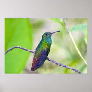 Póster Ámérica do Sul, Costa Rica, Sarapiqui, Selva do 