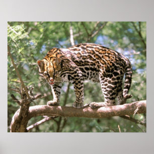 Poster Ámérica do Sul, Equador, Amazon. Ocelot