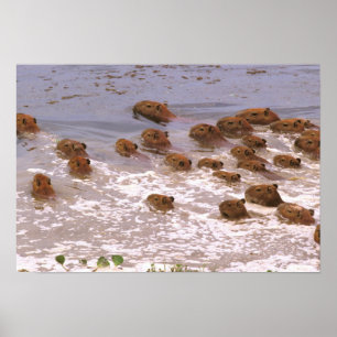 Póster América do Sul, Venezuela, região de Llano.
