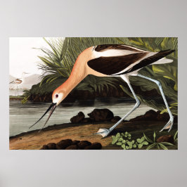 Poster American Avocet