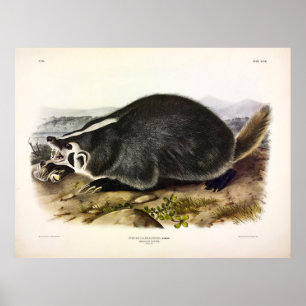 Poster American Badger (Taxidea taxus) por Audubon