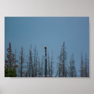 Poster American Bald Eagle 8974