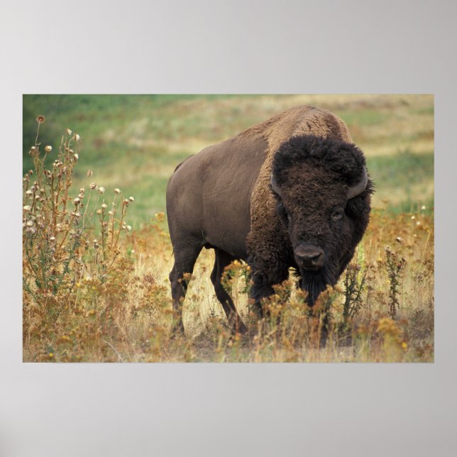 Poster American Bison (Frente)