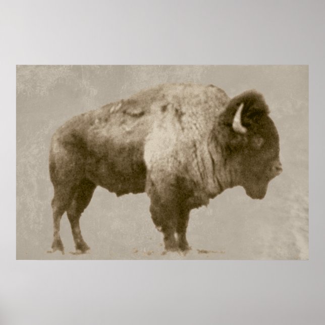 Poster American Bison (Frente)