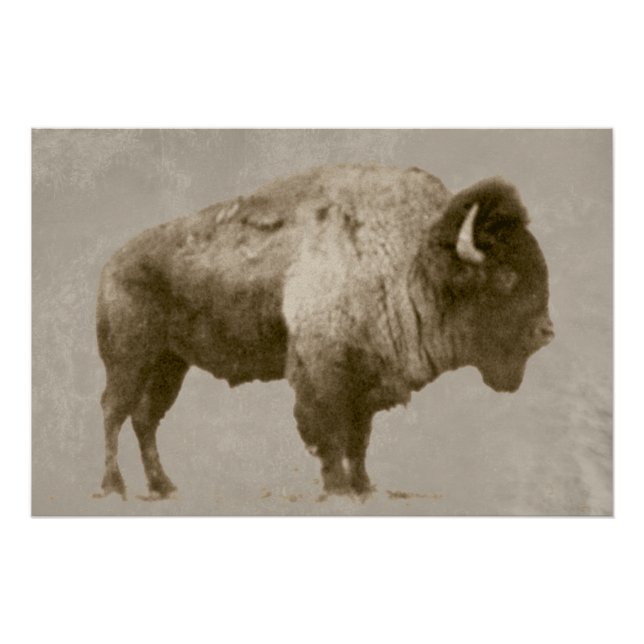 Póster American Bison (Frente)